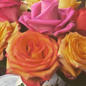 Meet your Posher, Molly